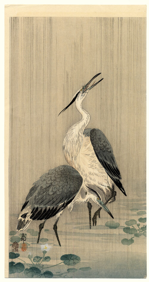 Herons in Rain